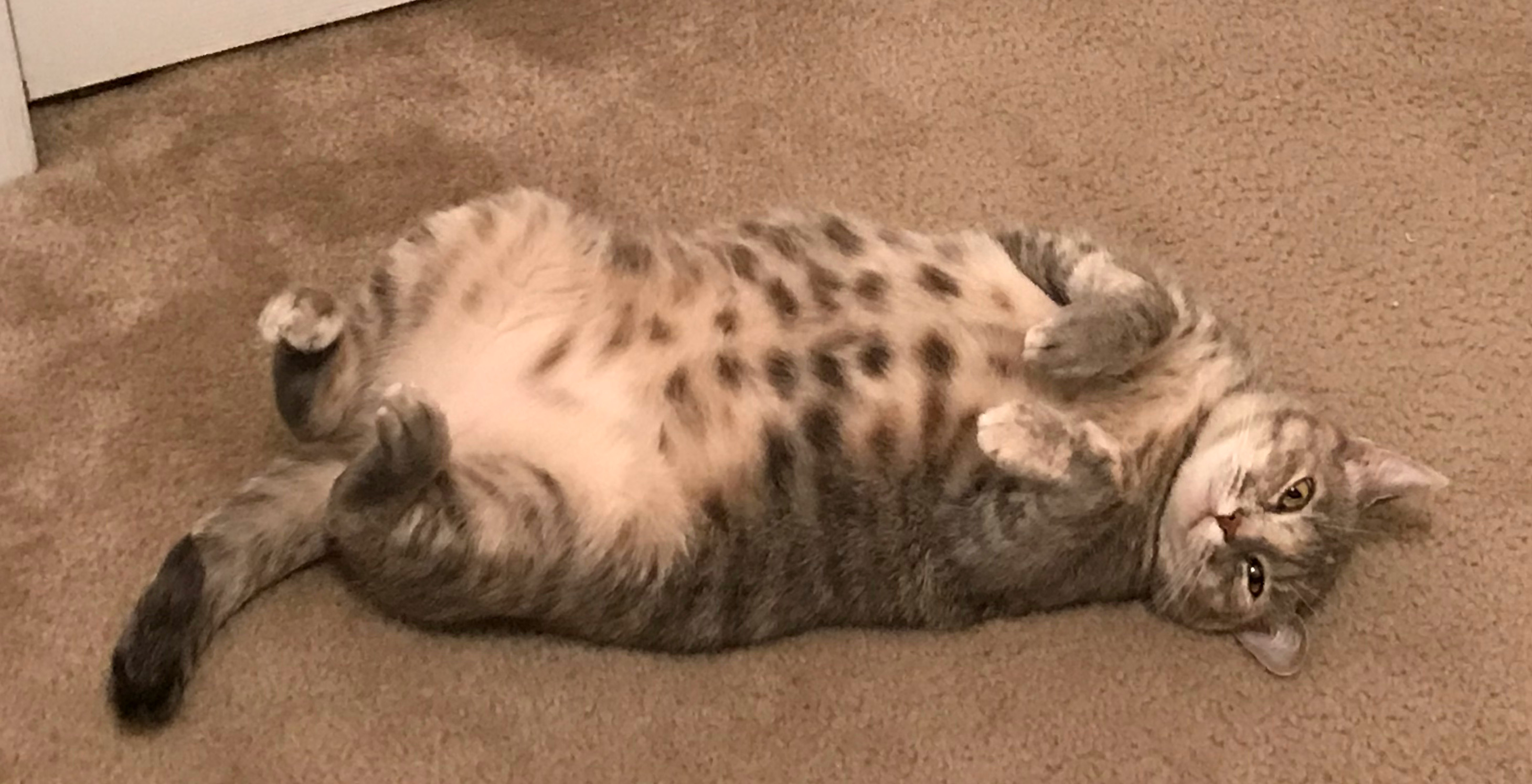 belly